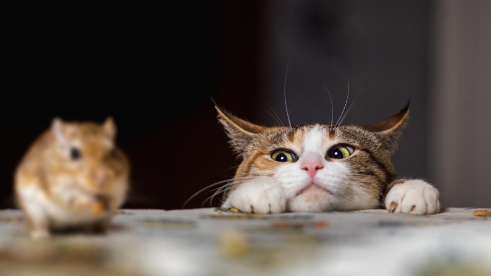 iStock-507209918