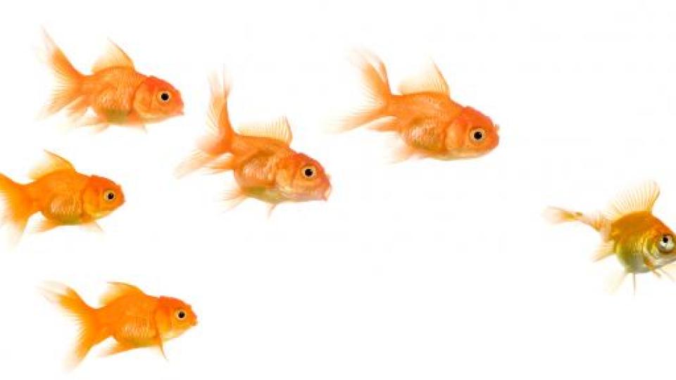 iStock-93217601_1