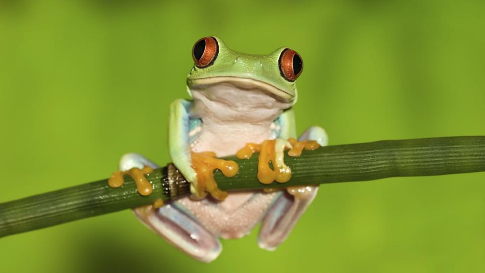 iStock_Frog_Medium